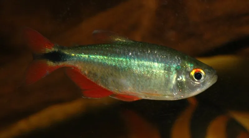 Specimen from the Irish aquarium trade.
