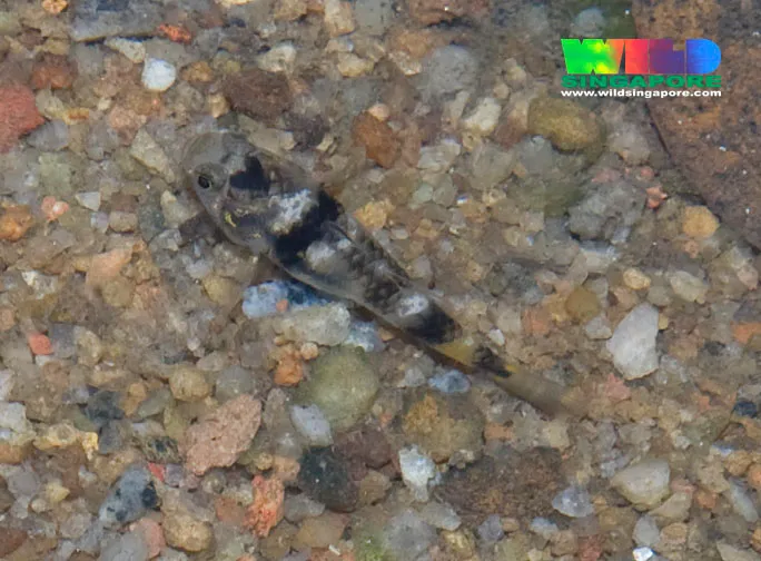 Cá bống ong Kabili, Brachygobius kabiliensis