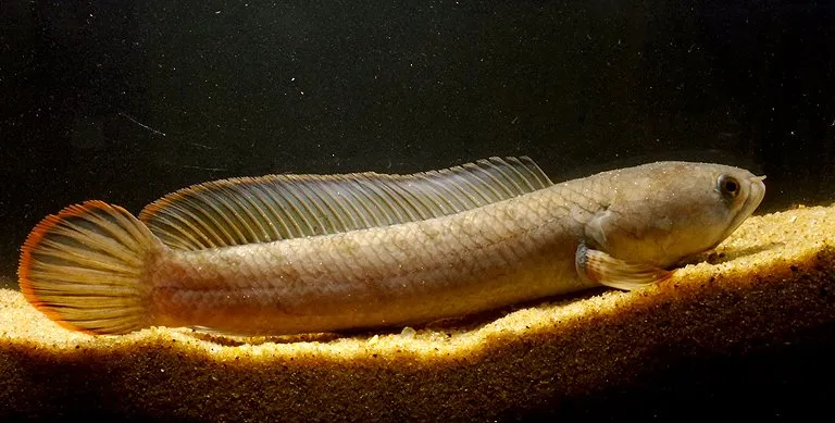 This specimen from the Hooghly River basin in Dhubulia, Nadia district, West Bengal state, India, should also represent C. gachua sensu stricto.