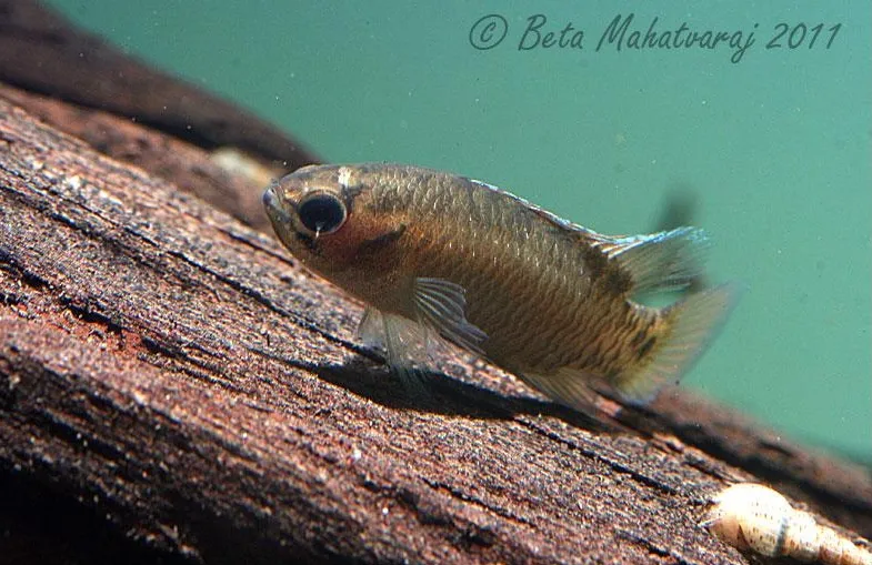Adult male individual.