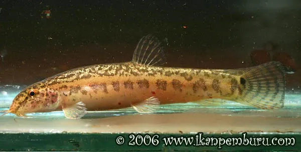 Cá chạch Berdmore, Lepidocephalichthys berdmorei