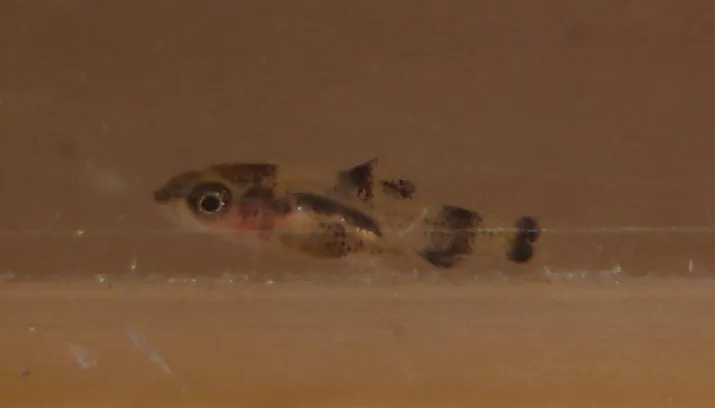 Fry from an unplanned spawning in an aquarium shop.