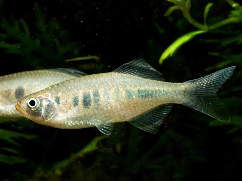 Cá devario xyrops, Devario xyrops