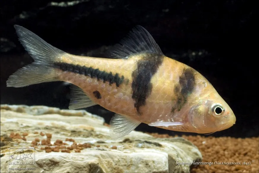Cá barb T, Barbodes lateristriga