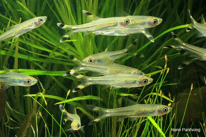 This species is normally available at a young age and relatively small size.