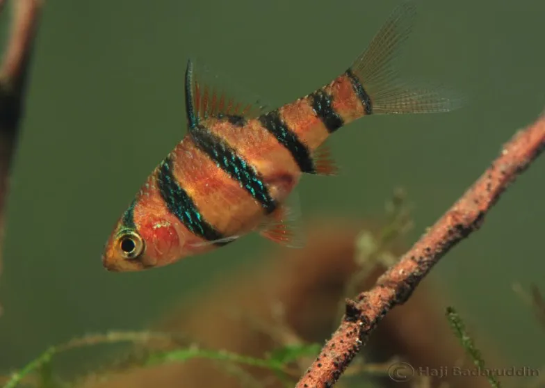 Wild caught specimen from Sibu Division, Sarawak, Borneo.
