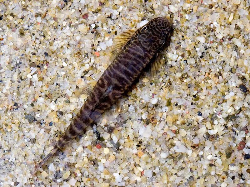 Dorsal view.