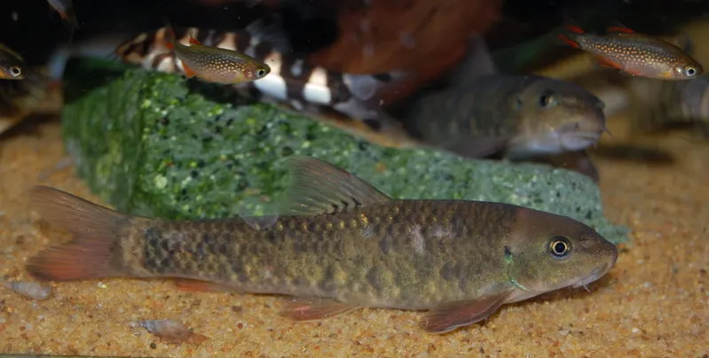 Ikan Dokter, Garra rufa