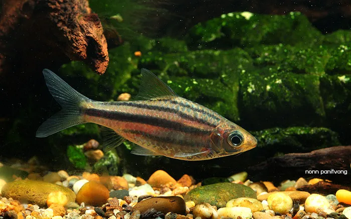 Cá barb sọc, Desmopuntius johorensis