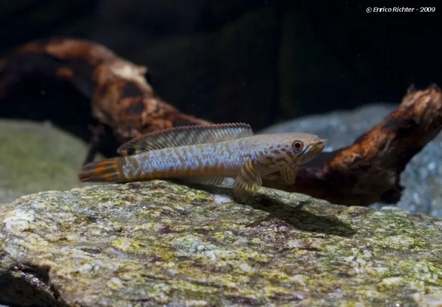 Bluish subadult from the German aquarium trade.