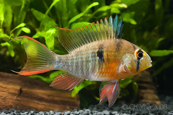 Cá phượng hoàng Bolivia, Mikrogeophagus altispinosus