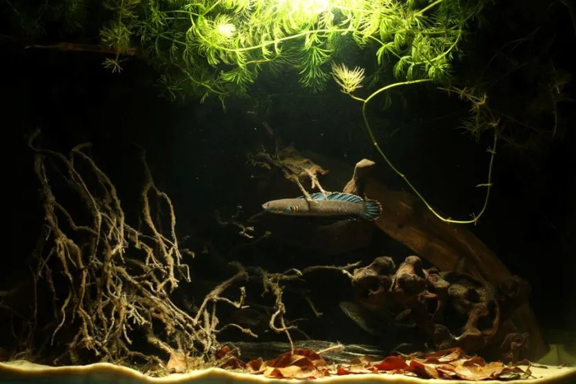 An ideal set-up for C. andrao with dim lighting, submerged branches, leaf litter and surface vegetation.