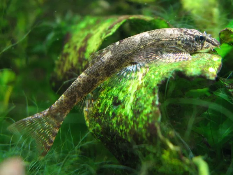 Cá bám đá Homalopteroides smithi, Homalopteroides smithi