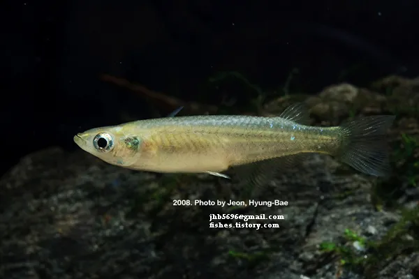 Cá medaka Nhật, Oryzias latipes