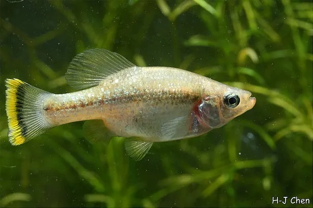 Cá goodeid bướm, Ameca splendens