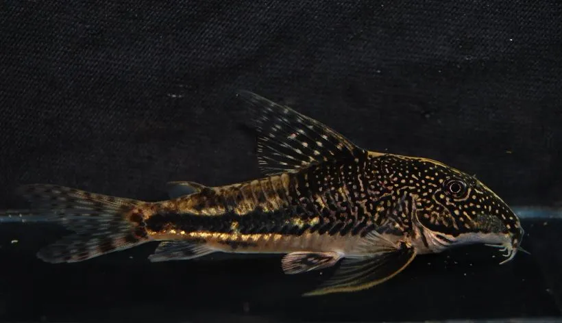Wild-collected male individual from the UK aquarium trade.