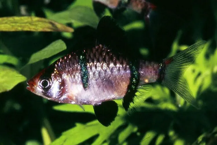 Cá hổ Puntigrus pulcher, Puntigrus pulcher