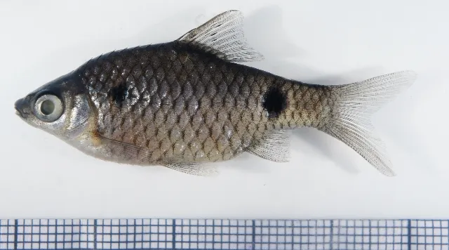Prserved adult female from the aquarium trade.