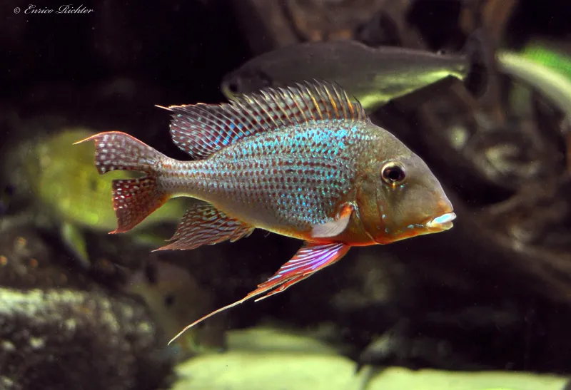 Cá rô đất altifrons, Geophagus altifrons