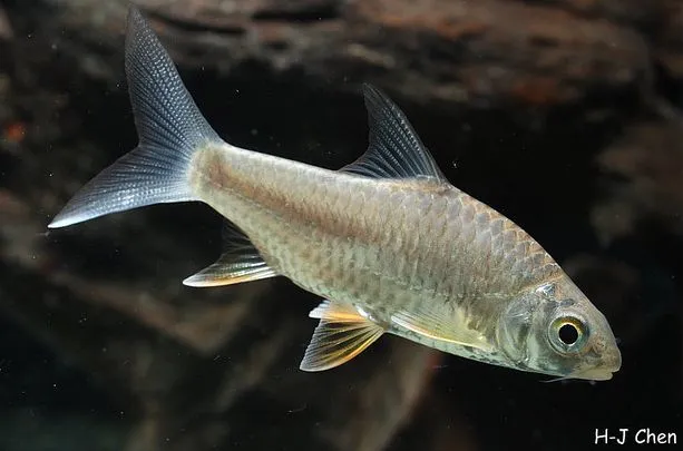 Juvenile from the aquarium trade.