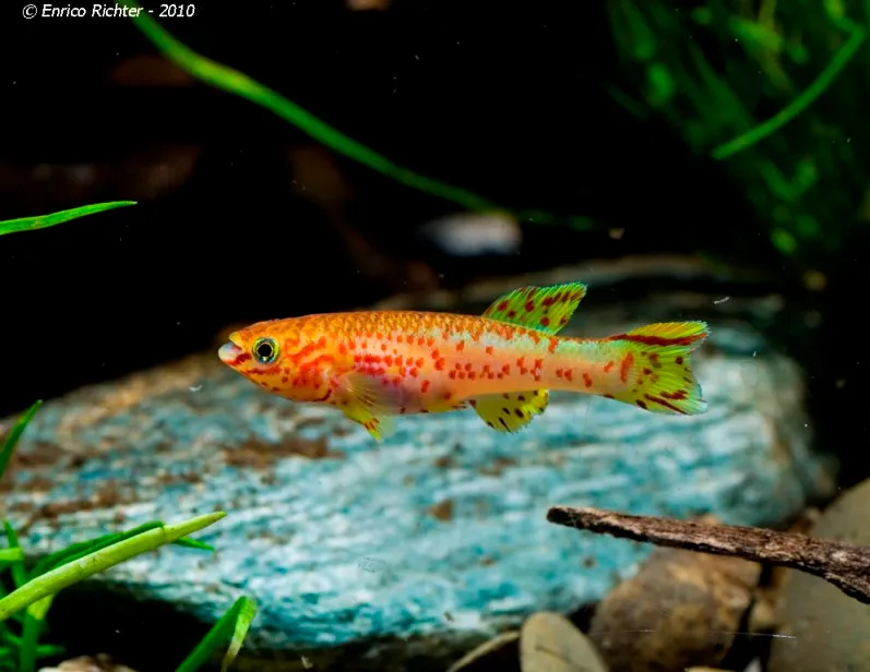 Adult male; ornamental 'gold' strain.
