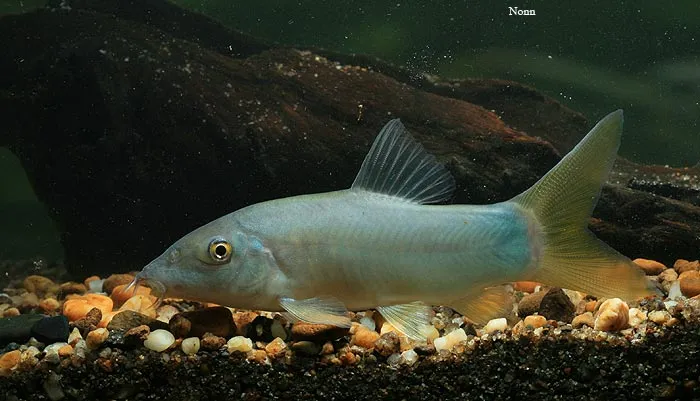 ...and this is the yellow-finned one with blue dorsal which may represent a different species.