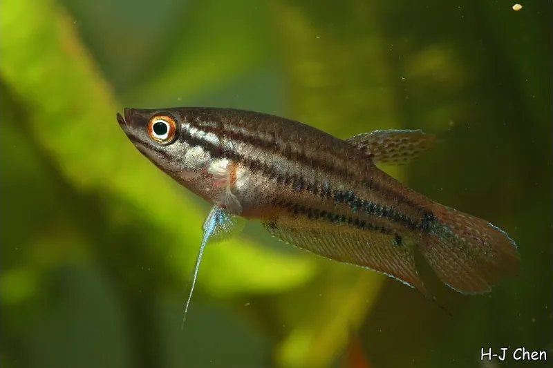 Female individual.