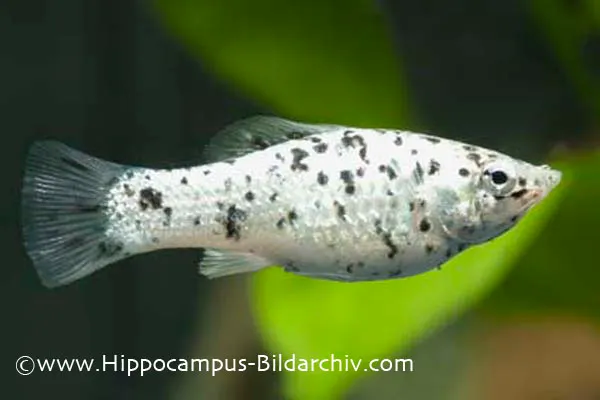 Poecilia latipinna "salt and pepper" female