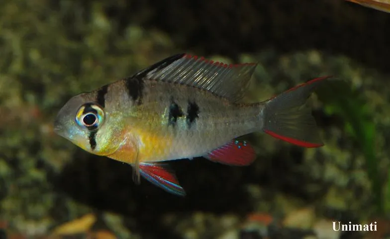 Specimen from the aquarium trade.