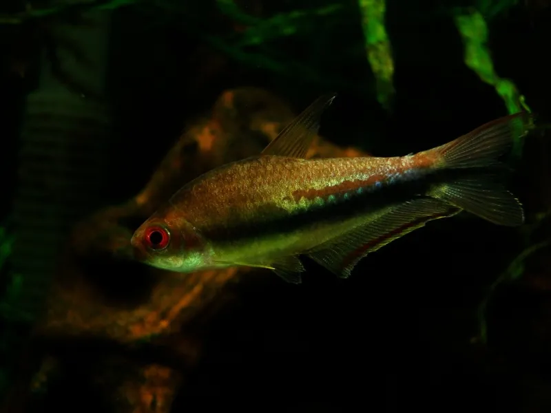 Cá neon cầu vồng, Nematobrycon lacortei
