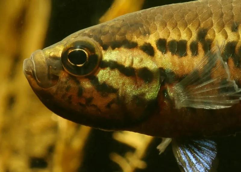 Head detail of male.
