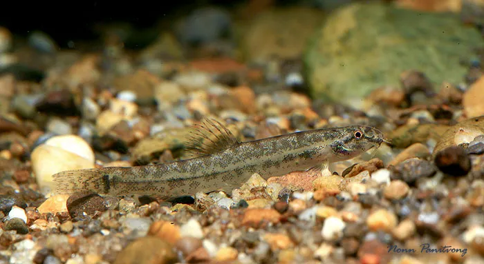 Cá chạch hasselt, Lepidocephalichthys hasselti