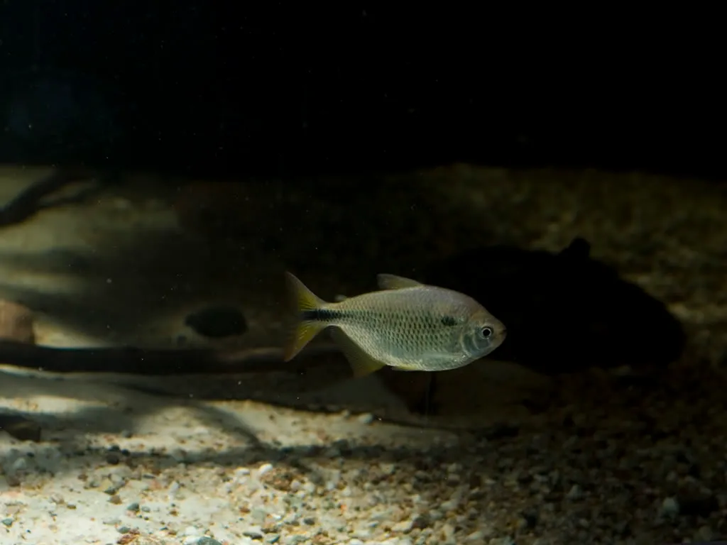 Cá tetra hai chấm, Astyanax bimaculatus