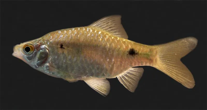 Wild-collected specimen from close to Chennai, Tamil Nadu state, India.