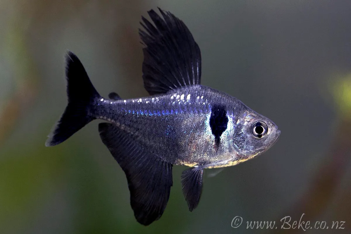 Cá neon ma đen, Hyphessobrycon megalopterus