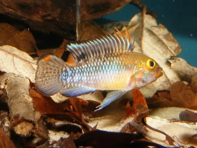 Cá cichlid lùn Apistogramma norberti, Apistogramma norberti