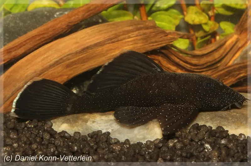 Cá lau kiếng Ancistrus dolichopterus (L183), Ancistrus dolichopterus