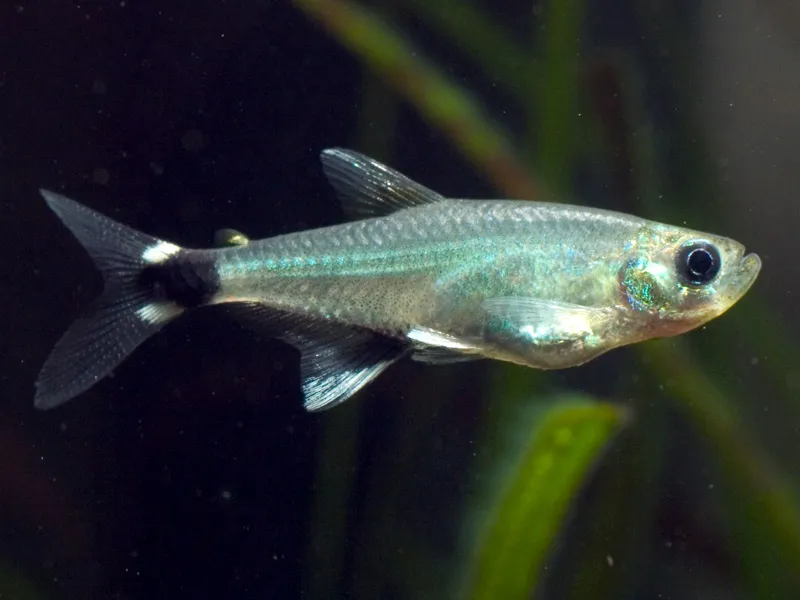 Cá tetra bình minh, Aphyocharax nattereri