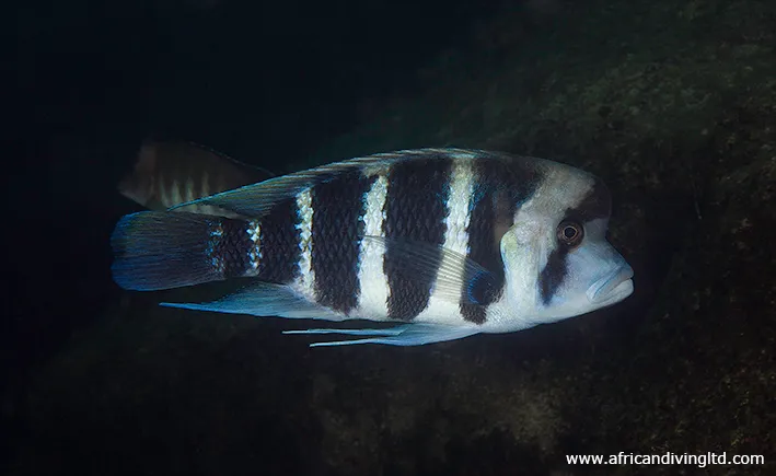 Adult male pictured in its natural habitat at Lusungura Point, Tanzania. Water depth 25 metres.