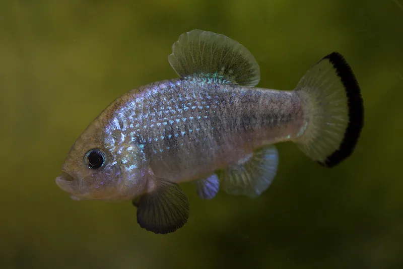 Adult male.