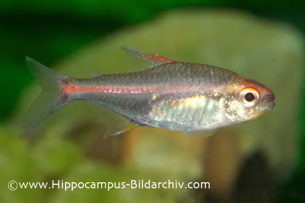 Cá neon đèn lồng, Hemigrammus erythrozonus