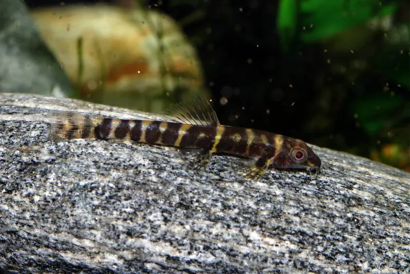 This species is supposed to have six dark bars on the body but there exist aberrant specimens such as this one.