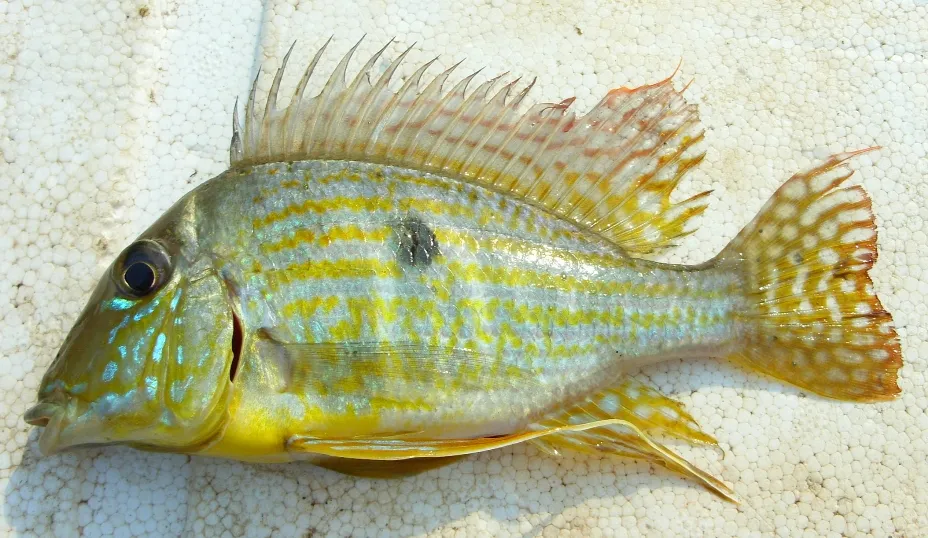 Freshly-collected specimen from the rio Maranhão.