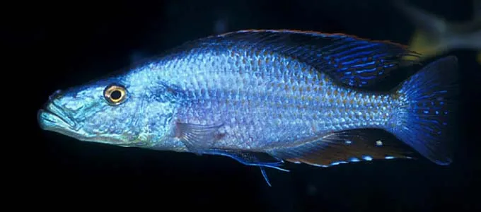 Cá rô phi Malawi ăn mắt, Dimidiochromis compressiceps