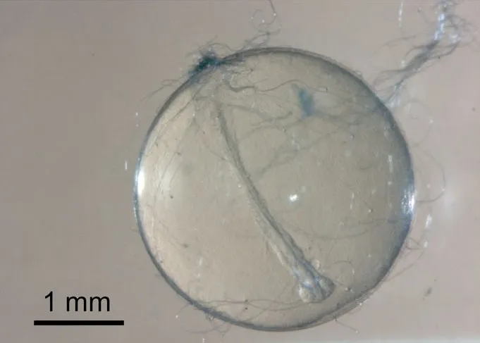 More-or-less freshly-laid egg with adhesive filaments visble on outer surface.
