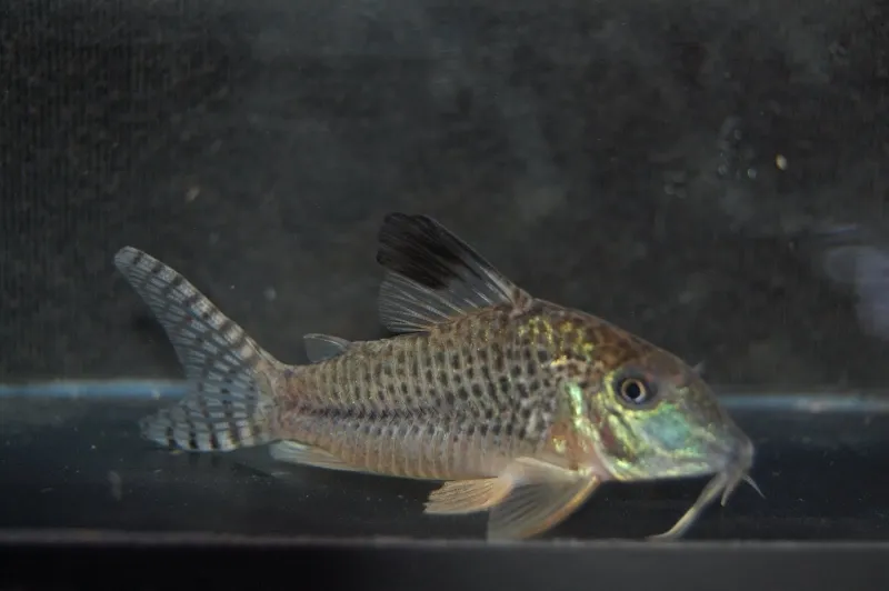 Cá chuột Corydoras acutus, Corydoras acutus