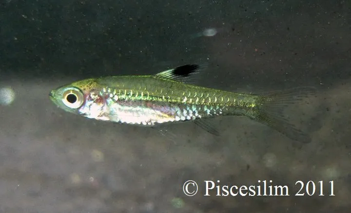 Cá rasbora Brevibora cheeya, Brevibora cheeya