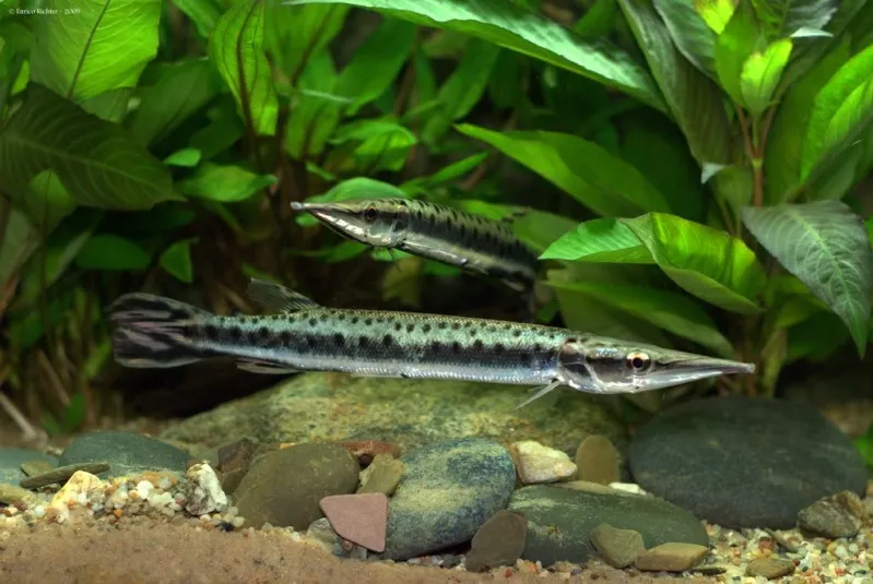 Cá giáo đốm, Boulengerella maculata
