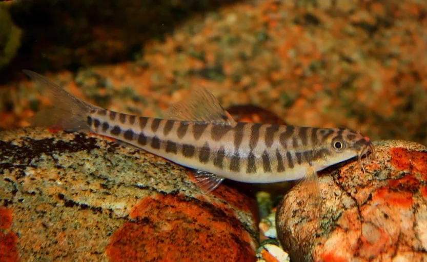 Young specimen post-feeding.