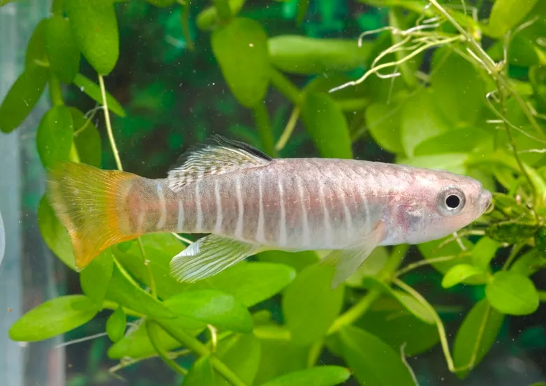 Cá cyprinodon Địa Trung Hải, Aphanius fasciatus